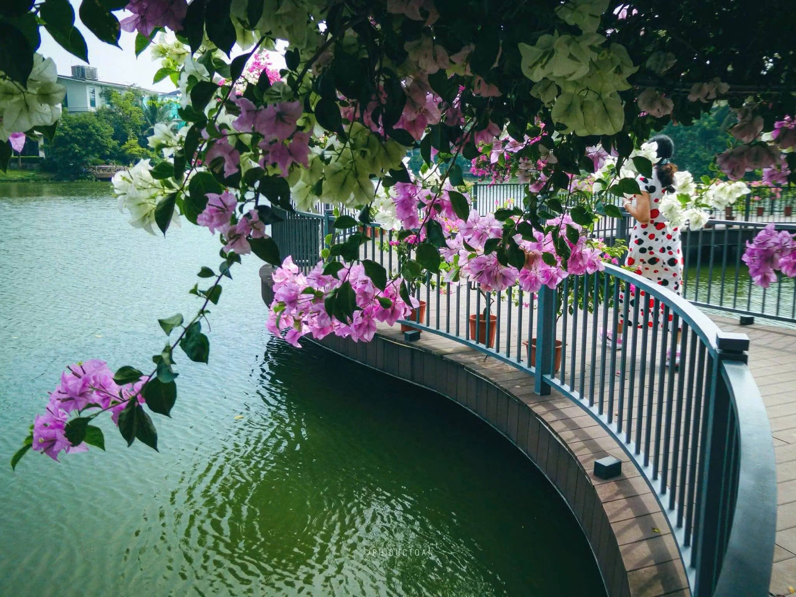 Hoa giấy màu hồng tím rủ xuống lan can ven hồ