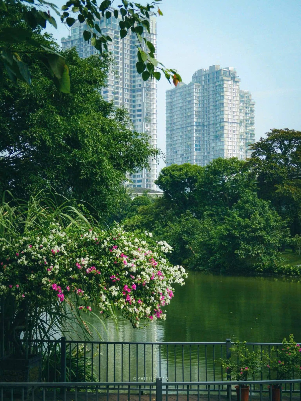 Hoa giấy bên hồ nước với tòa căn hộ cao tầng phía sau