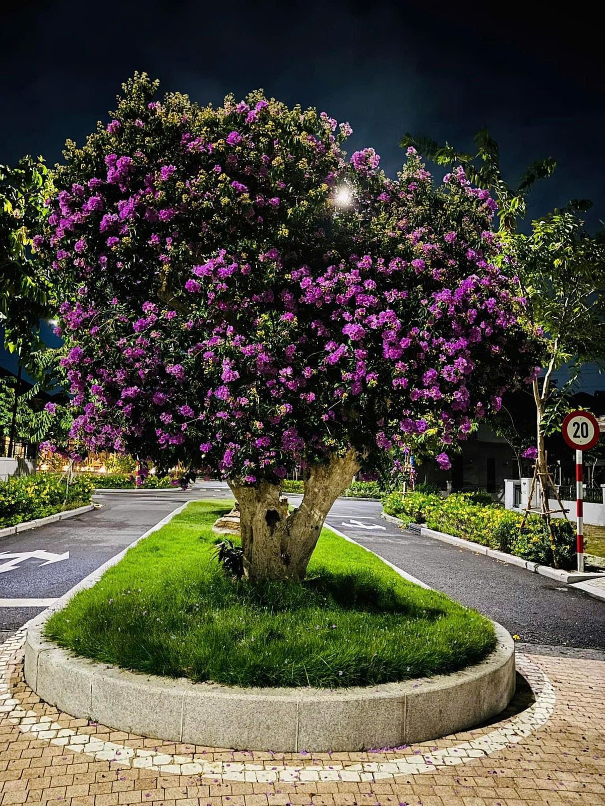 Đường nội khu GS Metrocity Nhà Bè trồng cây hoa tím về đêm
